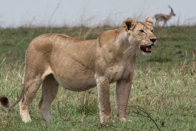 3 Day Private Serengeti Safari Tour with One Way Flight - Who should choose this safari?