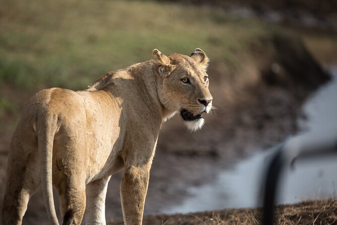 3 Day Private Serengeti Safari Tour with One Way Flight - Day two: moving from Serengeti plains toward Ngorongoro