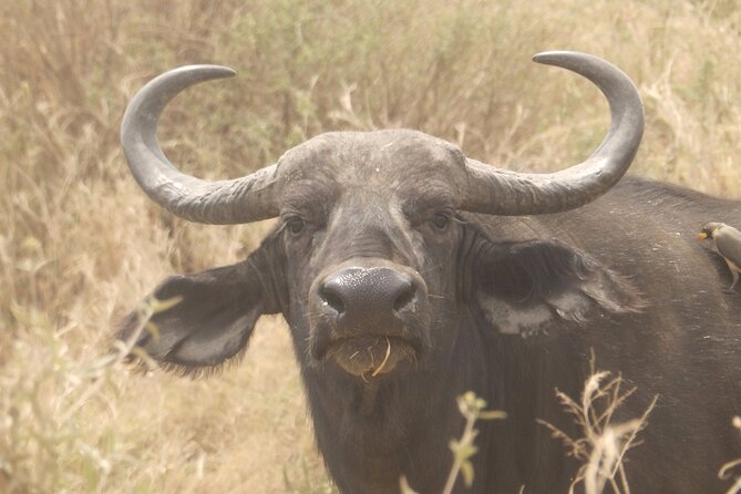3 Day Safari from Arusha: Serengeti and Ngorongoro - Meals, water, and what you still pay for