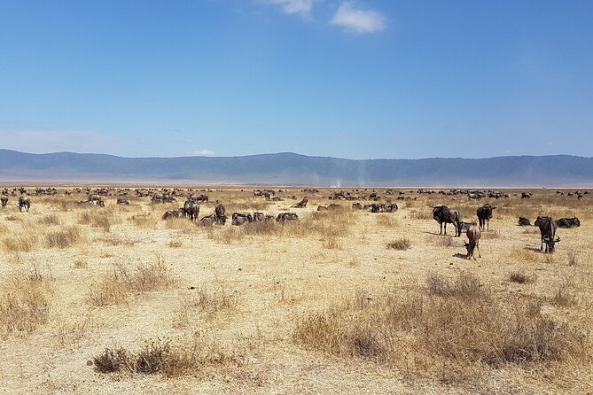 3 Day Safari from Arusha: Serengeti and Ngorongoro - Who should book this safari