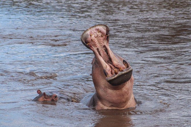 3 Day Safari from Arusha: Serengeti and Ngorongoro - Day 1: From Arusha through Karatu to the Serengeti
