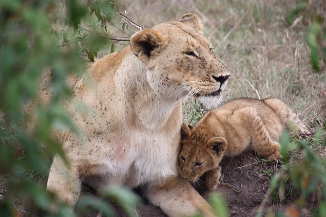 3-Day Safari Tour in two National Parks - Key points before you book