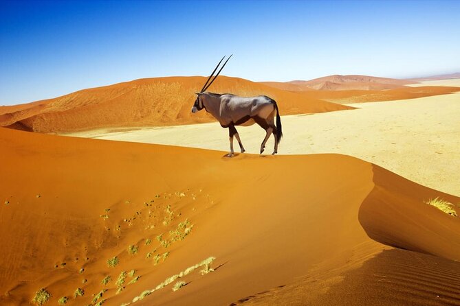 3 Day Sossusvlei Budget Camping Safari - Key points to know before booking