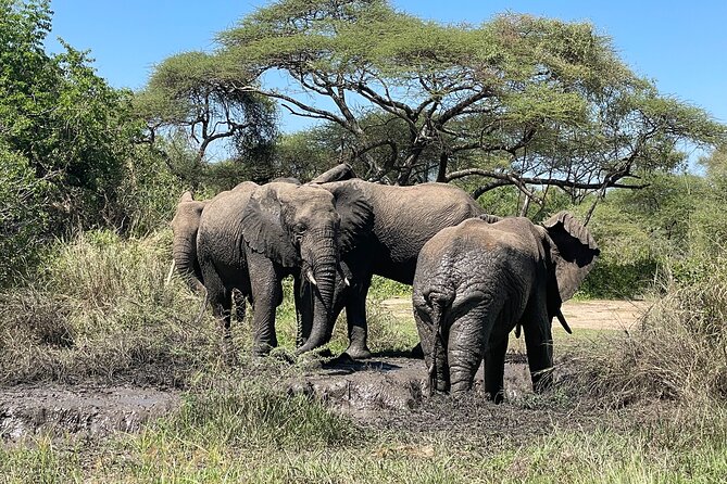 3-Day Tarangire, Ngorongoro and Lake Manyara Camping Safari - Day three: forest, birds, and the shores of Lake Manyara