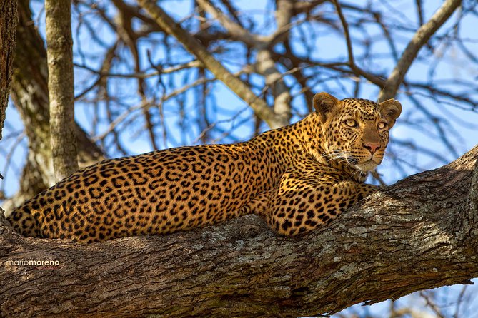 3-Day Taste of Tanzania Safari (Tarangire National park and Ngorongoro Crater) - Is $900 Per Person Good Value?