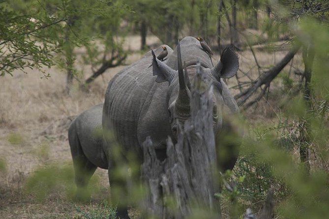 3-Day Taste of Tanzania Safari (Tarangire National park and Ngorongoro Crater) - Who Should Choose This Safari?
