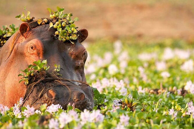 3-Day Taste of Tanzania Safari (Tarangire National park and Ngorongoro Crater) - A Night in Karatu Before the Crater