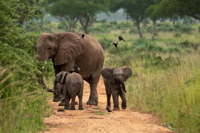 3-Day Ultimate Big Five Safari - Murchison Falls & Rhinos - Why this three-day route works
