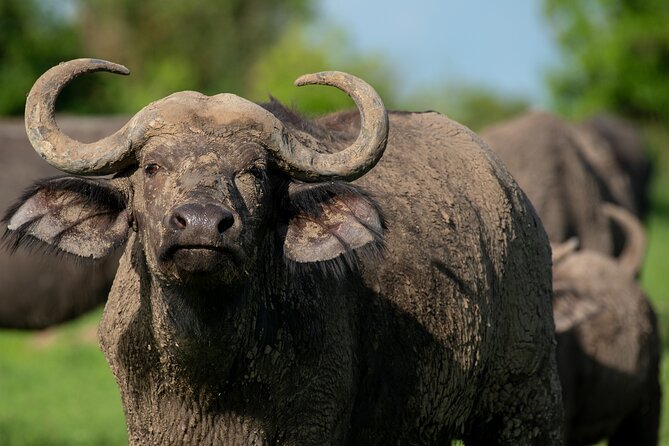 3-Day Ultimate Big Five Safari - Murchison Falls & Rhinos - Day three: one more chance for wildlife before Kampala