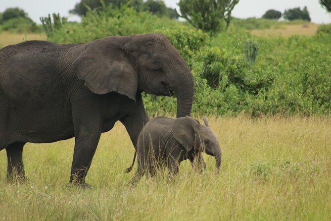 3-Day Ultimate Big Five Safari - Murchison Falls & Rhinos - What the $995 price really covers