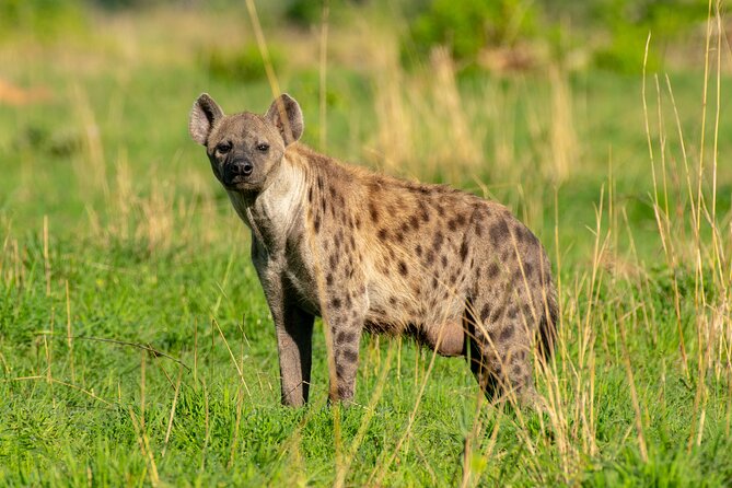 3-Day Ultimate Big Five Safari - Murchison Falls & Rhinos - Lodging, food, and vehicle comfort