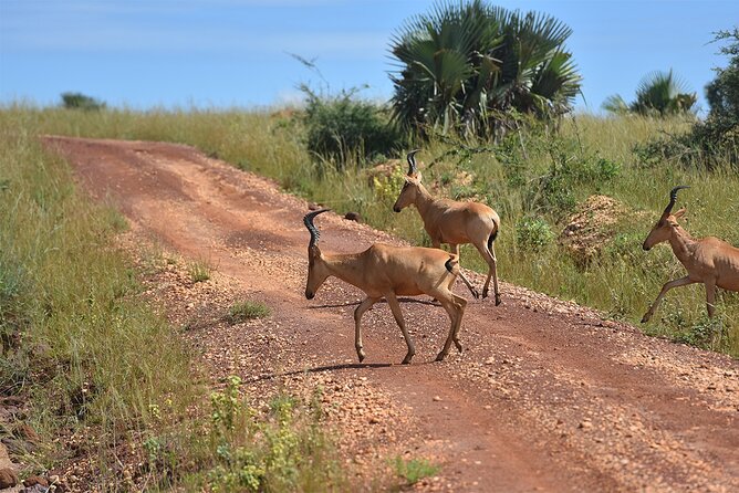 3-Day Ultimate Big Five Safari - Murchison Falls & Rhinos - Who will enjoy this safari most