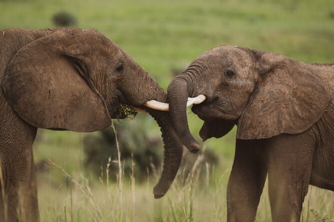 3-Day Ultimate Big Five Safari - Murchison Falls & Rhinos - Book it or choose a longer safari?