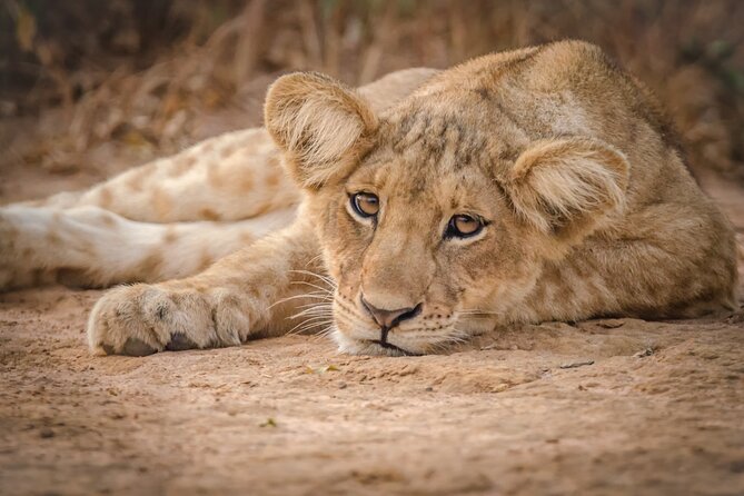 3-Day Ultimate Big Five Safari - Murchison Falls & Rhinos - Day two: the best balance of game drive and river safari
