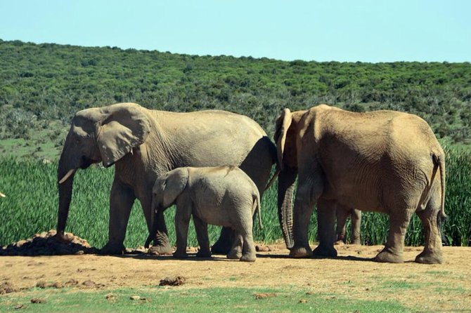 3 Day Wildlife Safari Tour - Garden Route Small Group Tour from Cape Town - The guide can make or break a packed schedule