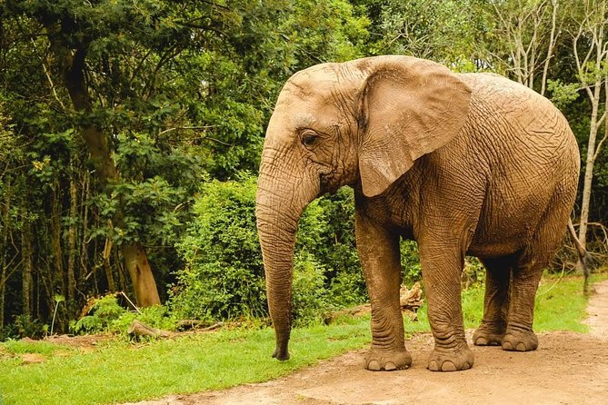 3 Day Wildlife Safari Tour - Garden Route Small Group Tour from Cape Town - Who should book this tour?