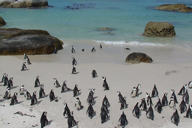 3 Day Wildlife Safari Tour - Garden Route Small Group Tour from Cape Town - Should you book it?