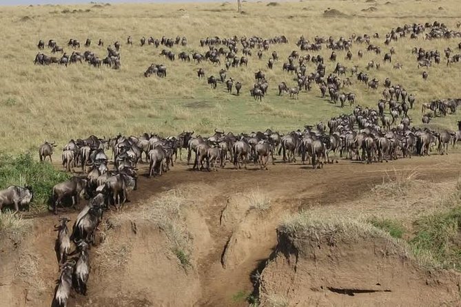 3 days 2 nights budget group safari to Maasai Mara National Reserve - What $195.56 really buys you