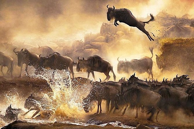 3 days 2 nights budget group safari to Maasai Mara National Reserve - Camping, food, and comfort