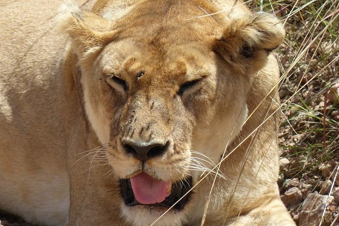 3 days 2 nights budget group safari to Maasai Mara National Reserve - Leaving Nairobi for the Great Rift Valley