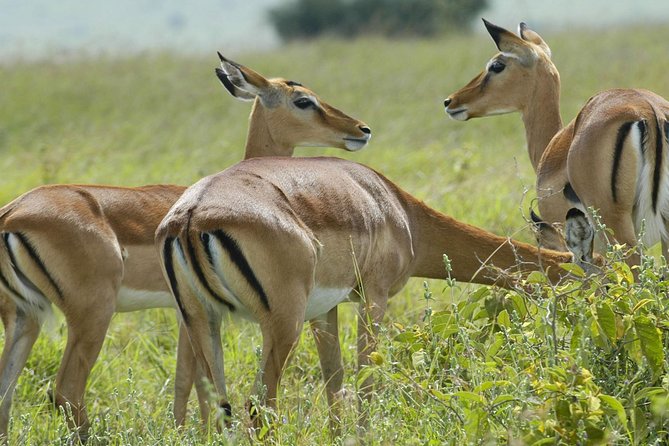 3 Days 2 Nights Group Joining Serengeti and Ngorogoro Safari - Key points to know before booking