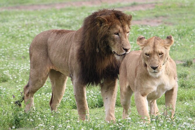 3 Days 2 Nights Group Joining Serengeti and Ngorogoro Safari - Day 1: Arusha to Serengeti through Ngorongoro