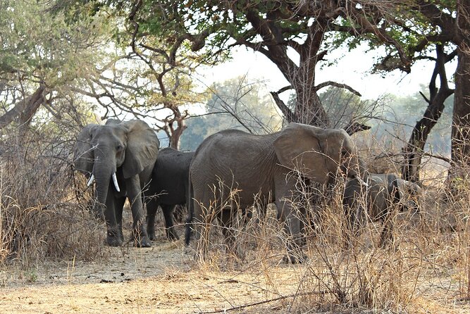 3 Days 2 Nights Group Joining Serengeti and Ngorogoro Safari - Why the wildlife focus is worth the long road days