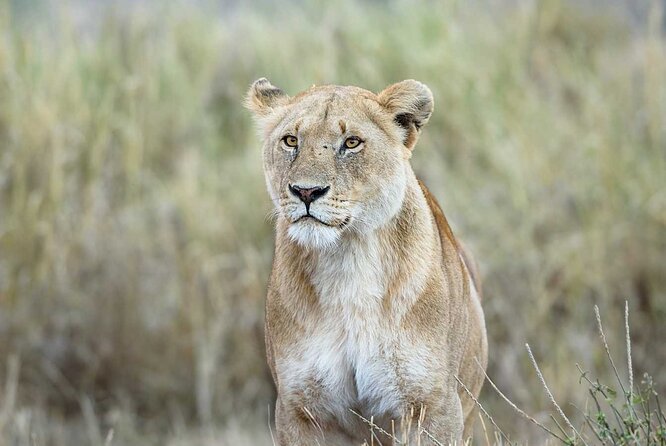 3 Days 2 Nights Group Joining Serengeti and Ngorogoro Safari - Camping, food, and comfort: know what $900 buys