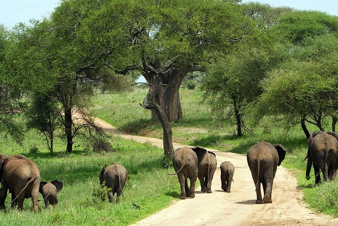 3 Days 2 Nights Group Joining Serengeti and Ngorogoro Safari - Day 2: Sunrise wildlife and the return toward Ngorongoro