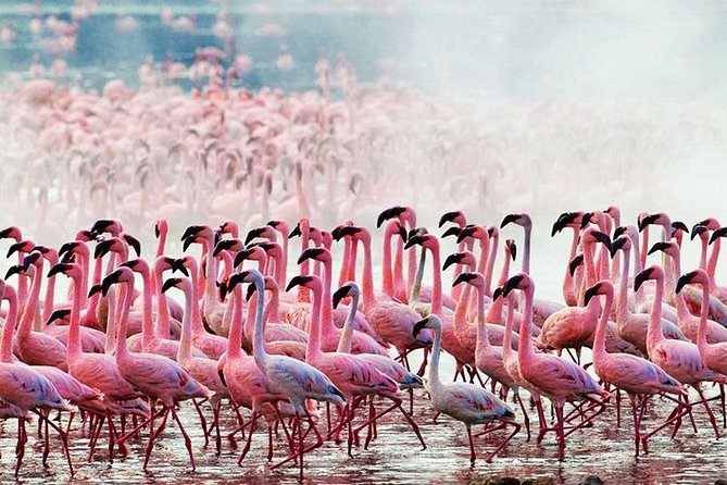 3 Days, 2 Nights Safari - Amboseli National Park and Tsavo West Adventure Safari - Amboseli elephants and the Kilimanjaro view