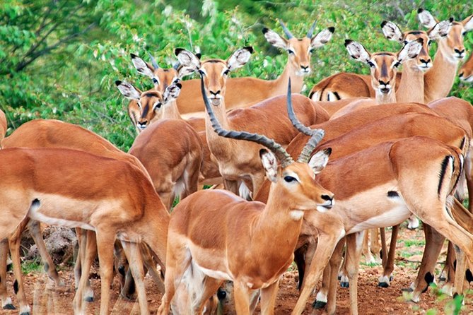 3 Days, 2 Nights Safari - Amboseli National Park and Tsavo West Adventure Safari - Observation Hill on day three