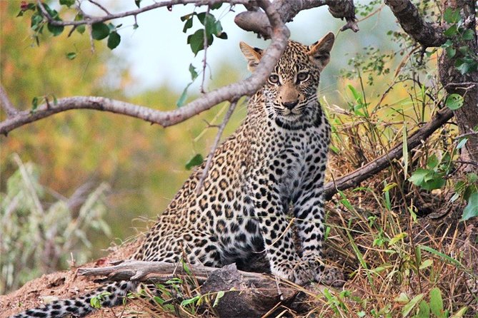 3 Days, 2 Nights Safari - Amboseli National Park and Tsavo West Adventure Safari - Tsavo West on day one: volcanic ground and red elephants