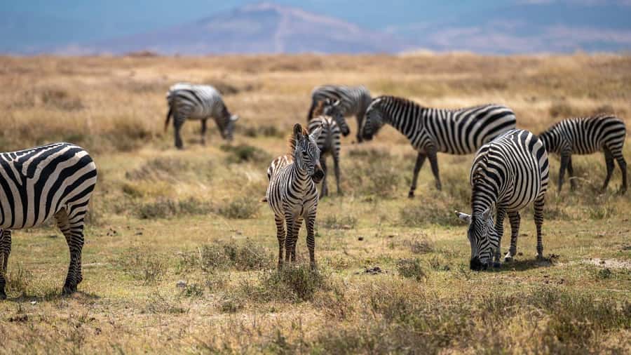 3 DAYS, 2 NIGHTS SAFARI FROM ZANZIBAR TO MIKUMI BY FERRY. - The 4:30 PM Maasai village visit