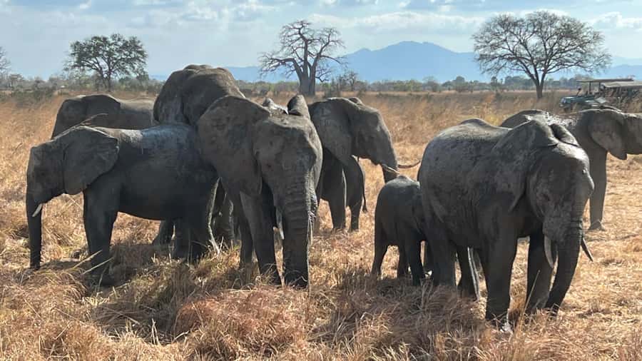 3 DAYS, 2 NIGHTS SAFARI FROM ZANZIBAR TO MIKUMI BY FERRY. - Day two: the full Mikumi game drive