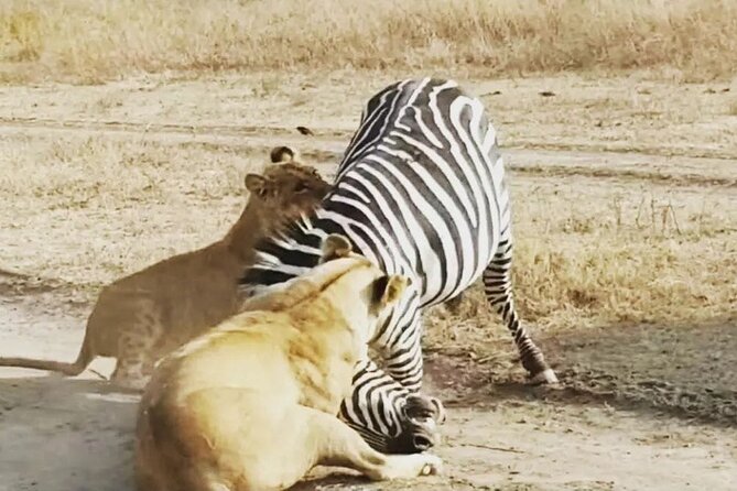 3-Days Budget Lodge Safari - Tarangire, Ngorongoro & Lake Manyara - Day Three: Lake Manyara’s Forest and Birdlife