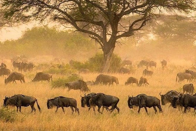 3 days fly in safari - Why flying makes this three-day safari work