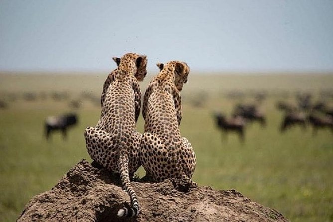 3 days fly in safari - Meals, lodges, and everyday comfort