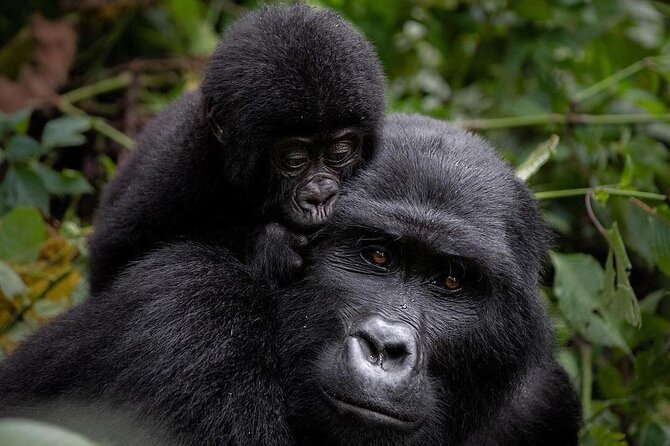 3 Days gorilla trekking Safari tour in Uganda - What makes this Uganda safari worth considering