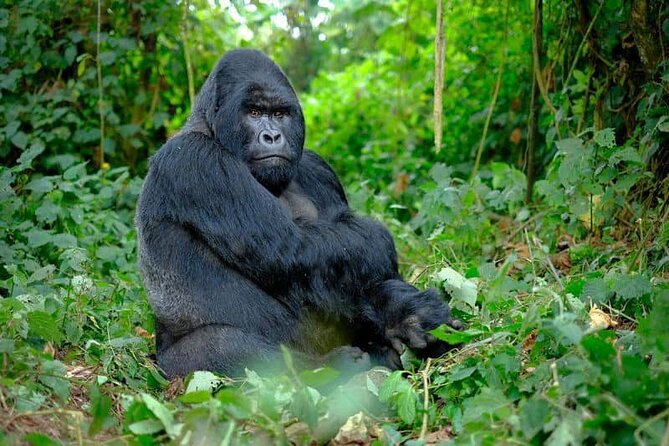 3 Days gorilla trekking Safari tour in Uganda - The real cost of a three-day gorilla trip