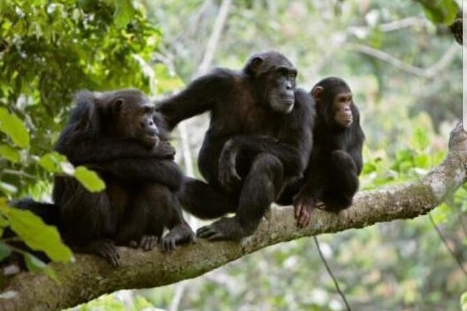 3 Days gorilla trekking Safari tour in Uganda - Batwa culture and Lake Bunyonyi add needed depth