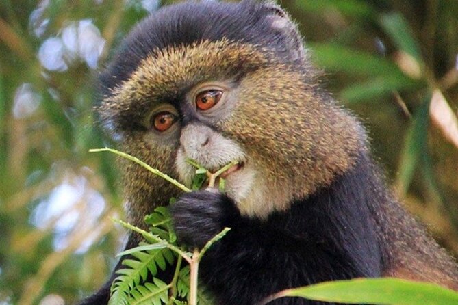 3 Days gorilla trekking Safari tour in Uganda - Transport, guides, and the private format