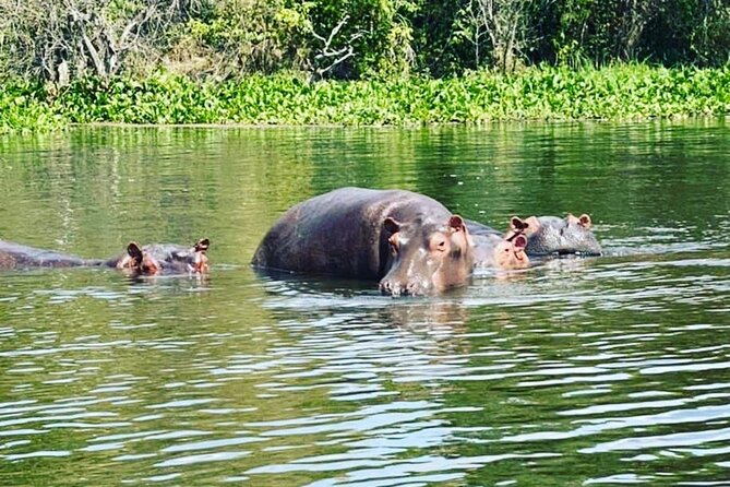 3 Days gorilla trekking Safari tour in Uganda - Who should book this safari?