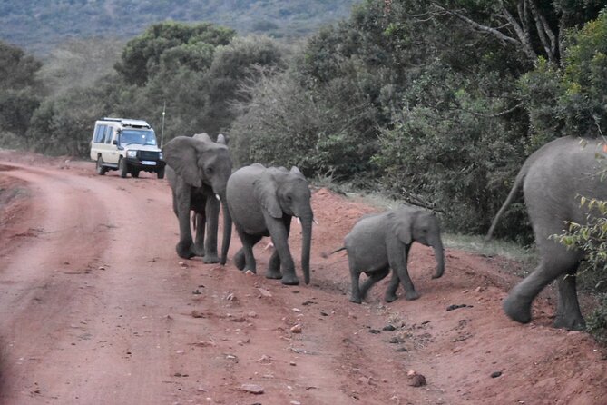 3 days group joining safari to Maasai Mara with a Land Cruiser Jeep - Why three days works better than a quick Mara visit