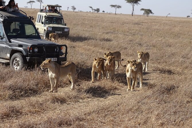 3 days group joining safari to Maasai Mara with a Land Cruiser Jeep - Returning through Ololaimutiek and the optional Maasai village