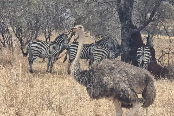 3 Days Group Safari Serengeti & Ngorongoro - What $820 buys you on this Tanzania safari
