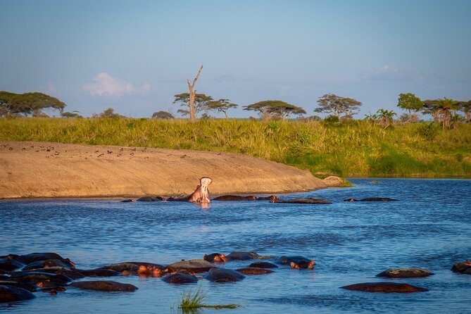 3 Days Group Safari Serengeti & Ngorongoro - Day three: wildlife inside Ngorongoro Crater
