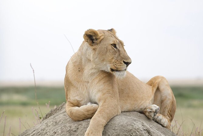 3 Days Group Safari Serengeti & Ngorongoro - Transport, group arrangements, and the pace of the days