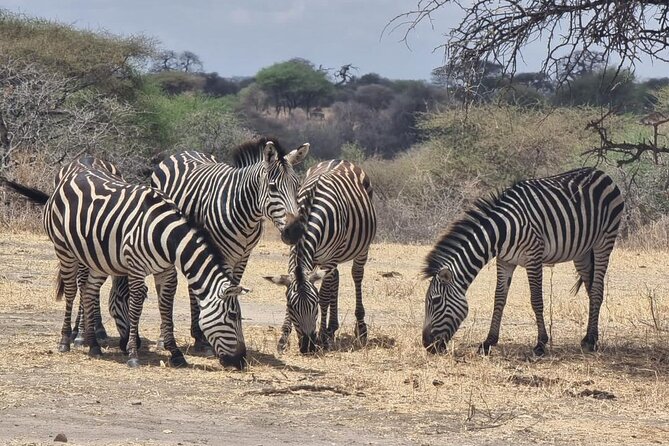 3 Days Group Safari Serengeti & Ngorongoro - What the tour does especially well