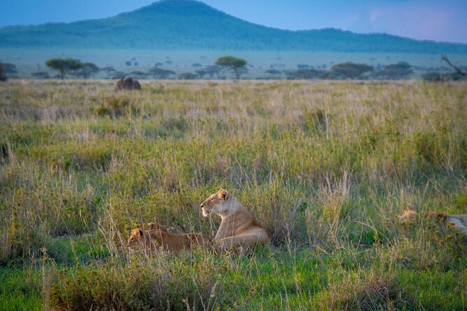3 Days Group Safari Serengeti & Ngorongoro - Day one: from Arusha to Seronera