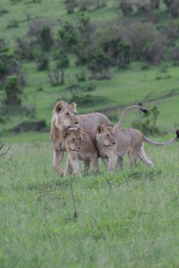 3 Days Maasai Mara Small Group Safari- Jambo Mara Lodge - What the $570 price really covers